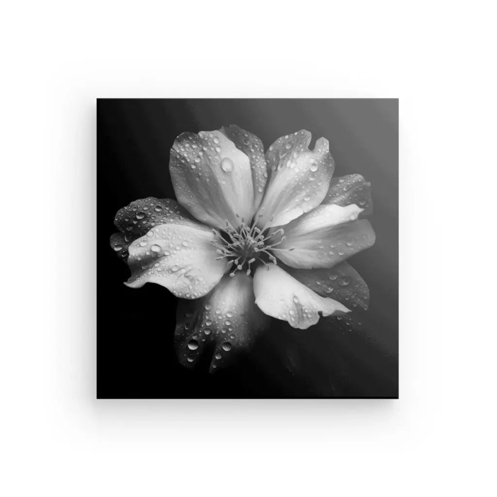 Tableau Photo Fleur Blanche Rosée Macro Minimaliste Noir et Blanc - #tag1# - #tag2#