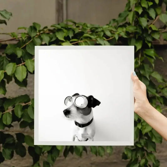 Tableau Chien Drôle Lunettes Aviateur Noir et Blanc - Univers Noir et Blanc - #tag1# - #tag2# - #tag3#