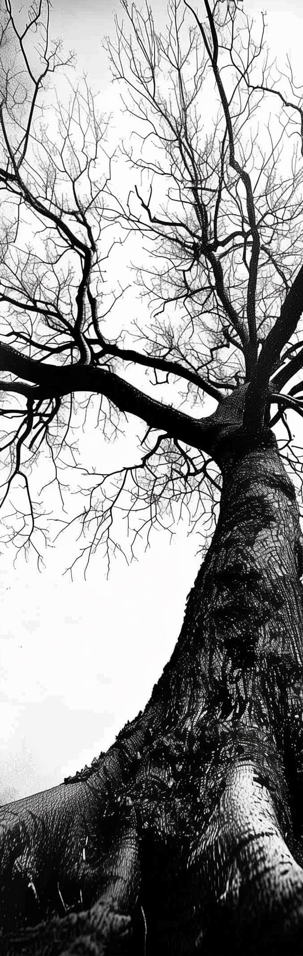 arbre foret