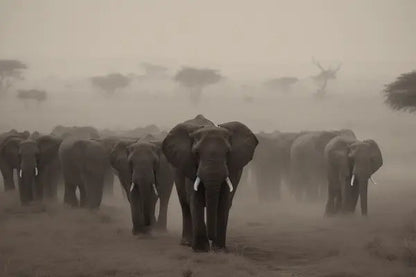 Tableau Troupeau Famille Elephants Savane Noir et Blanc - #tag1# - #tag2# 