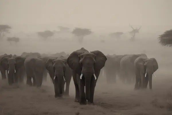 Un troupeau d'éléphants de la savane se promène dans un paysage de savane poussiéreuse, avec des arbres et d'autres éléphants visibles en arrière-plan. La scène ressemble à un Tableau Troupeau Famille Elephants Savane Noir et Blanc, capturant la beauté de la nature dans des nuances subtiles.