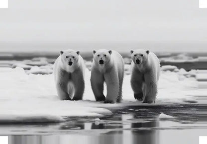 Trois ours polaires se promènent ensemble dans un paysage enneigé et glacé, évoquant un tableau noir et blanc, parfait pour ajouter une touche de beauté naturelle à votre décoration intérieure Tableau Famille Ours Polaires Noir et Blanc.