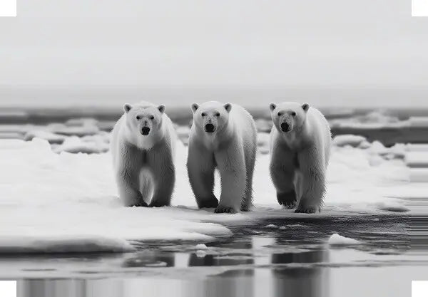 Tableau Famille Ours Polaires Noir et Blanc - #tag1# - #tag2# 