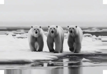 Tableau Famille Ours Polaires Noir et Blanc - #tag1# - #tag2# 