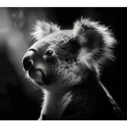 Tableau Koala Nature Noir et Blanc photo d'un koala regardant vers la droite. L'arrière-plan est sombre et flou, mettant en valeur la texture détaillée de la fourrure, créant un sentiment de sérénité.