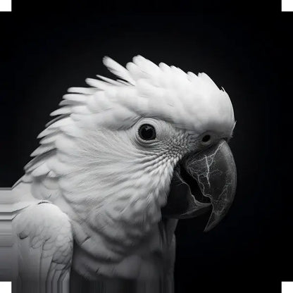 Une photographie en gros plan en noir et blanc d'un perroquet avec des textures de plumes détaillées, sur un fond sombre, illustre l'essence de l'art photographique détaillé dans ce superbe Tableau Perroquet Perruche Gros Plan Noir et Blanc.