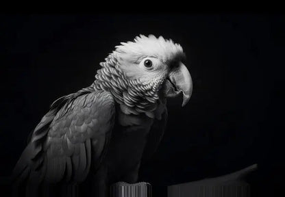 Tableau Perroquet Oiseau Sauvage Portrait Noir et Blanc - #tag1# - #tag2# 