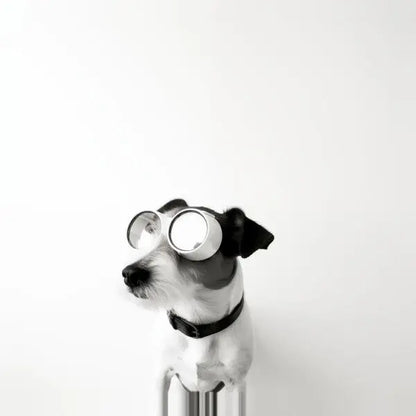 A Tableau Chien Drôle Lunettes Aviateur Noir et Blanc reproduction photo d'un chien portant des lunettes rondes, assis sur un fond clair uni.