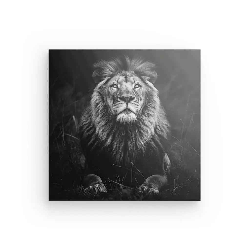 Tableau Portrait Lion Sauvage Nature Noir et Blanc reproduction sur toile d'un lion assis dans les hautes herbes, regardant vers le haut avec un regard intense.