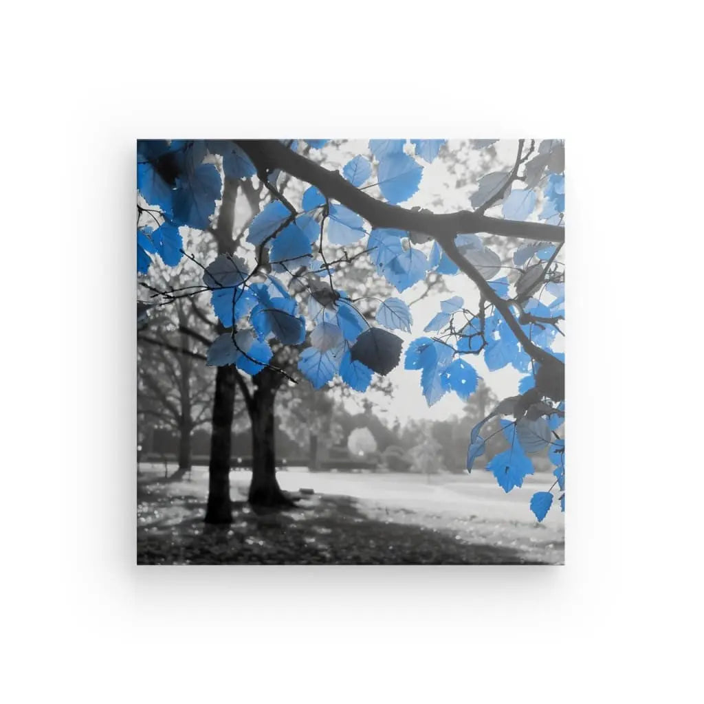 Une photo du Tableau Nature Noir et Blanc Feuilles Bleues d'un parc avec des arbres en arrière-plan et des branches ornées de feuilles bleues teintées en bleu au premier plan.