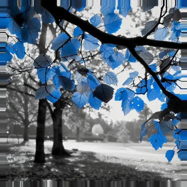 Photo en noir et blanc d'un parc arboré, ce Tableau Nature Noir et Blanc Feuilles Bleues se concentre sur une branche avec des feuilles bleues éditées au premier plan.