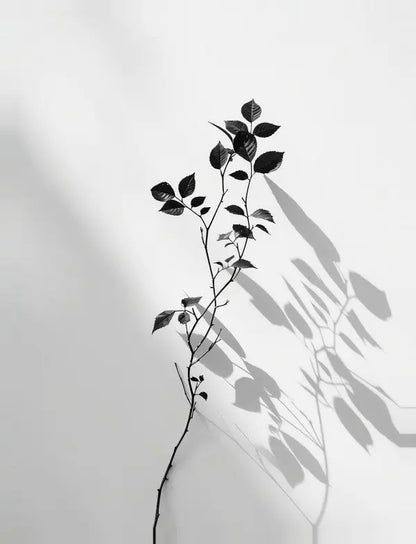 Un Tableau Branche Minimaliste Noir et Blanc est créé avec l'ombre d'une plante aux feuilles projetée sur un mur blanc. La tige fine et les feuilles détaillées de la plante forment des ombres noires et blanches complexes et superposées.