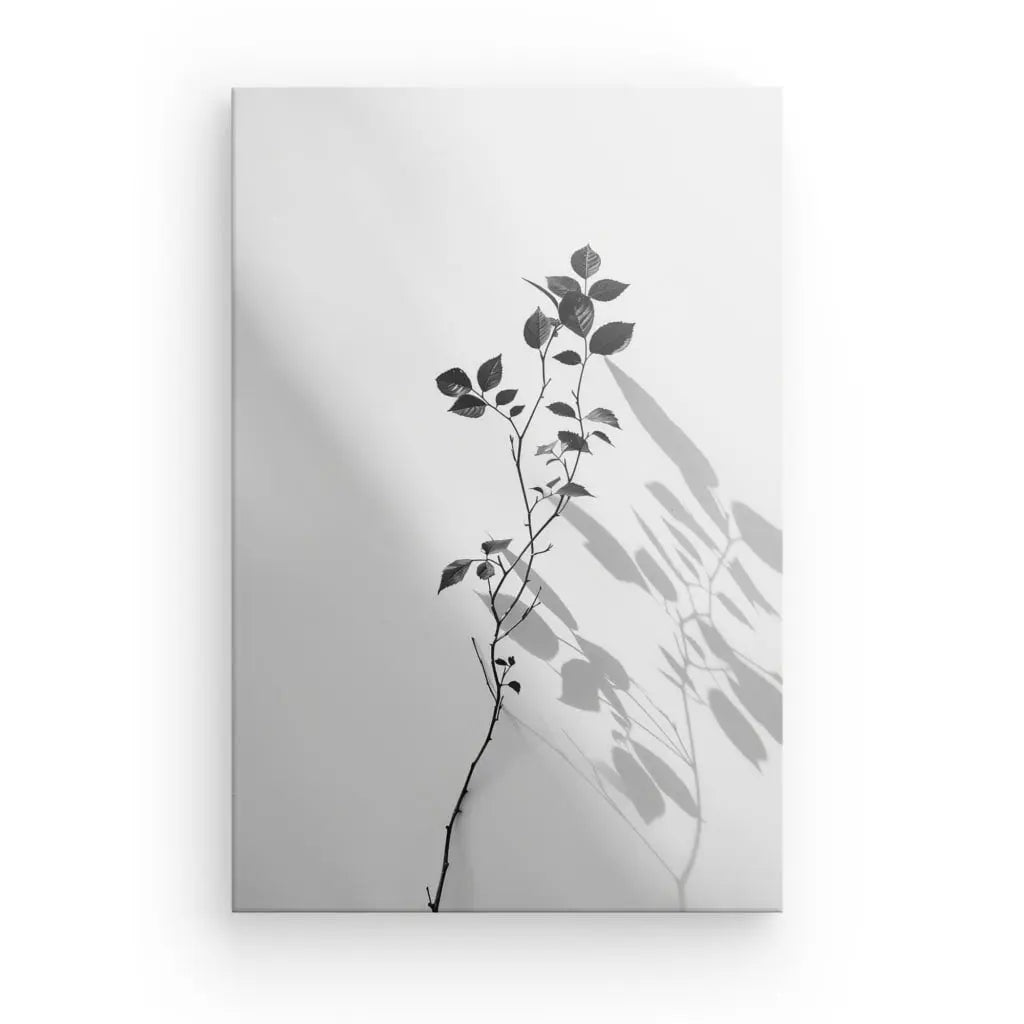 Image minimaliste en noir et blanc d'une seule tige de plante avec des feuilles projetant une ombre sur un fond blanc uni, ressemblant à un Tableau Branche Minimaliste Noir et Blanc.