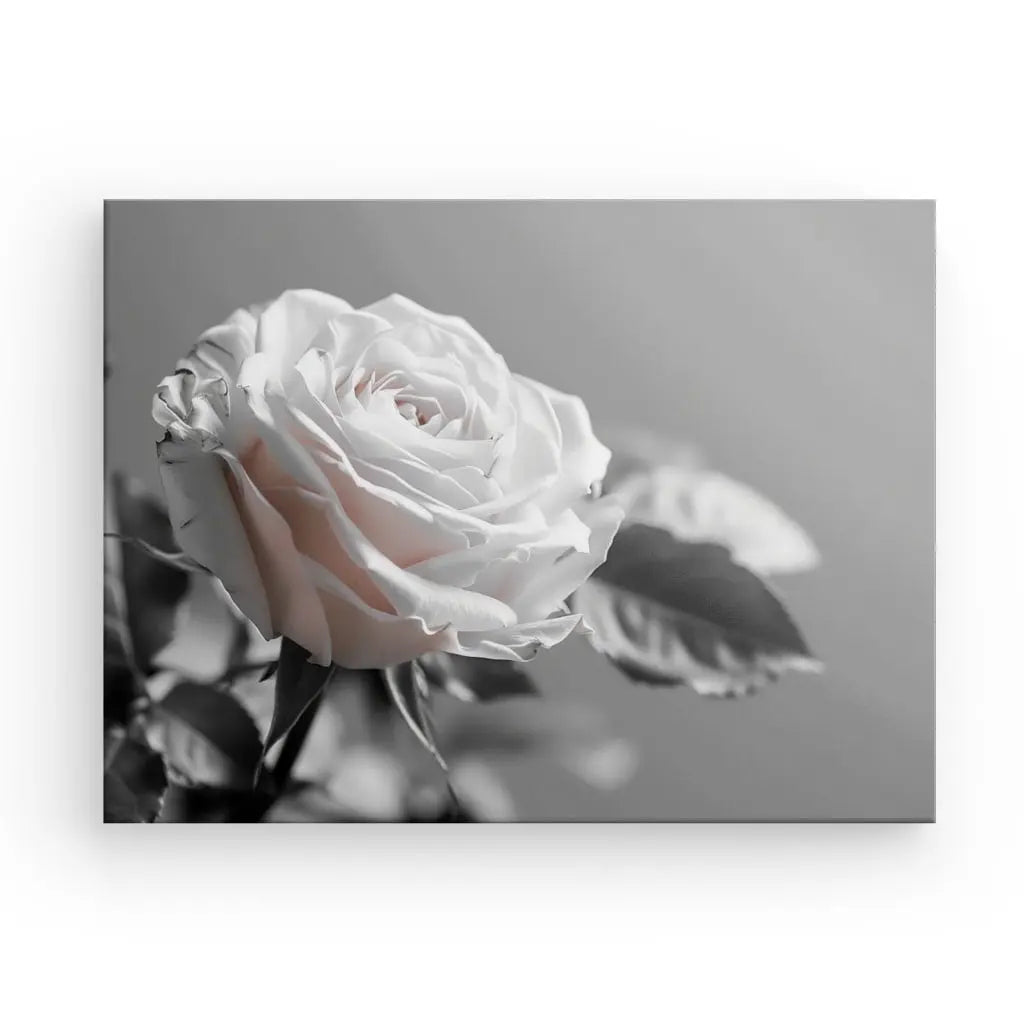 Gros plan d'une seule rose blanche en pleine floraison avec des feuilles, sur un fond gris. L'image est en noir et blanc, imprimée à l'aide du Tableau Rose Fleur Délicate Noir et Blanc pour des détails et une qualité supérieurs.