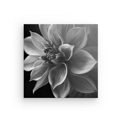 Photographie en gros plan noir et blanc d'une fleur de dahlia en pleine floraison sur fond sombre, ajoutant une touche de décoration zen à votre espace avec le Fleur Lotus Gros Plan Noir et Blanc.