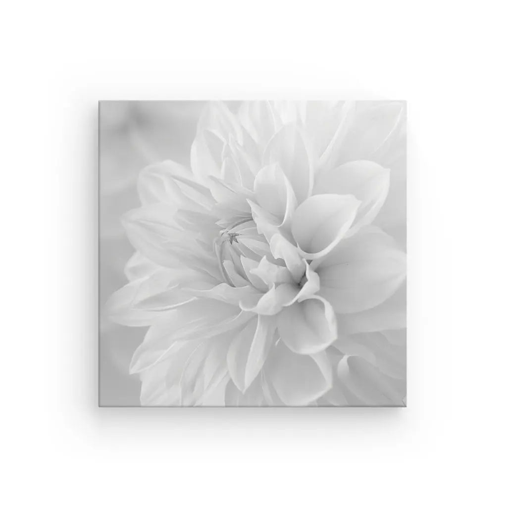 Une photographie en gros plan en niveaux de gris d'un Tableau Fleur Blanche Pétales Noir et Blanc en fleurs avec des pétales doux disposés en couches, centrés sur un fond blanc, offrant une touche de décoration minimaliste.