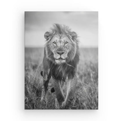 Photo en noir et blanc d’un lion marchant dans les herbes hautes, regardant directement l’appareil photo ; un exquis Tableau Lion Nature Sauvage Noir et Blanc parfait pour toute décoration animale.