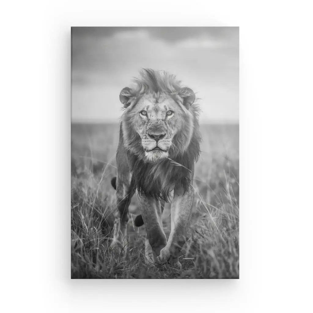 Un superbe Tableau Lion Nature Sauvage Noir et Blanc capturant un lion marchant dans les herbes hautes, regardant directement la caméra. L'arrière-plan est flou avec un ciel nuageux, faisant de cette photographie de la faune une pièce de décoration animale exquise pour n'importe quel espace.