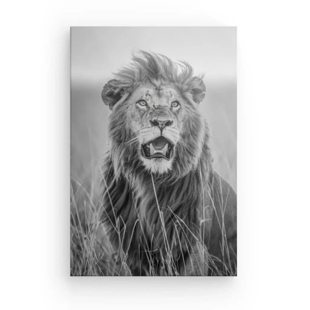 Une photographie en noir et blanc d'un lion avec une crinière majestueuse assis dans les hautes herbes, tourné vers l'avant avec la gueule légèrement ouverte, constitue un superbe Tableau Lion Rugissement Noir et Blanc qui capture parfaitement l'essence de la photographie faunique.