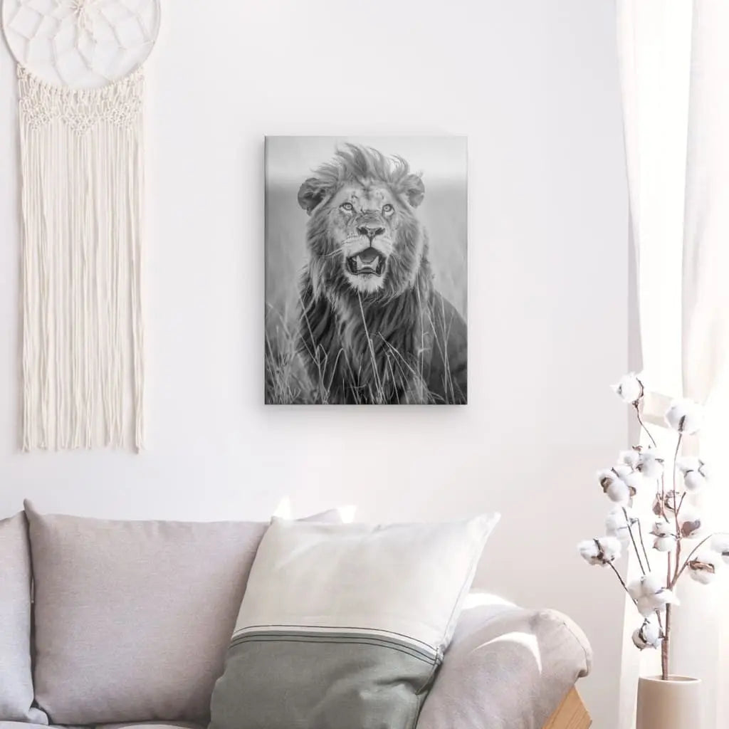 Une photo en noir et blanc d’un lion est accrochée sur un mur blanc au-dessus d’un canapé gris avec un oreiller vert clair. Ce saisissant Tableau Lion Rugissement Noir et Blanc ajoute une touche d'élégance sauvage à la pièce. Le canapé est à côté d'une fenêtre avec des rideaux blancs et décoré d'un cotonnier pour un élément supplémentaire de charme naturel.