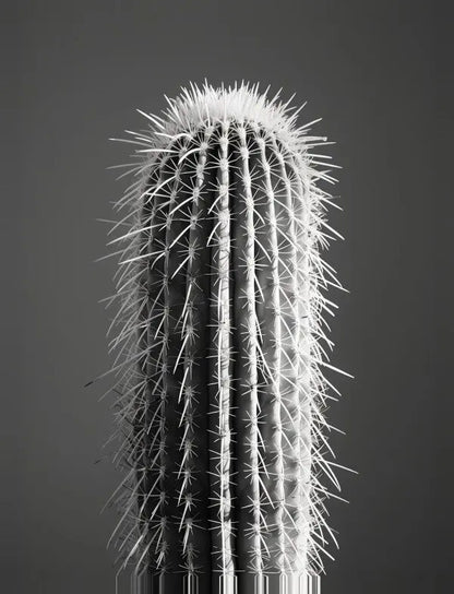 Photo en noir et blanc d’un grand cactus cylindrique avec de nombreuses épines longues et fines, sur un fond gris uni. Ce Tableau Cactus Gros Plan Minimaliste Monochrome incarne l'art minimaliste, parfait pour toute décoration contemporaine.