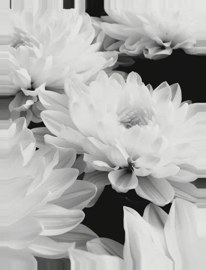 Image en noir et blanc de plusieurs fleurs en fleurs aux pétales superposés, sur un fond sombre ; une pièce parfaite pour la décoration intérieure ou les amateurs d'art contemporain. Ce Tableau Fleurs de Lotus Blanc Gros Plan ajoute de l'élégance à n'importe quel espace.