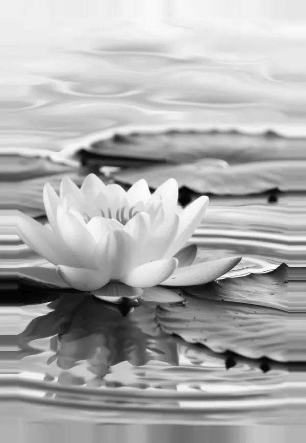 Tableau Fleur de Lotus Relaxante Noir et Blanc - #tag1# - #tag2# 