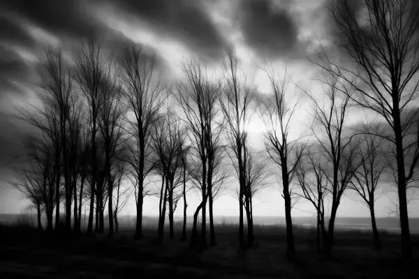 Tableau Arbres Nature Campagne Noir et Blanc - Univers Noir et Blanc - #tag1# - #tag2# - #tag3#