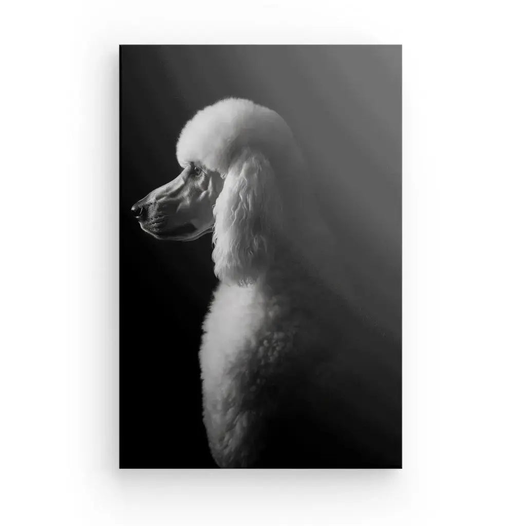 Tableau Caniche Royal Portrait Canin Chien Noir et Blanc - Univers Noir et Blanc - #tag1# - #tag2# - #tag3#