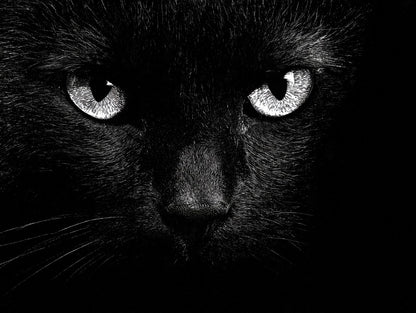 Illustration du poster portrait de chat noir noir et blanc, vue fidèle de l’œuvre