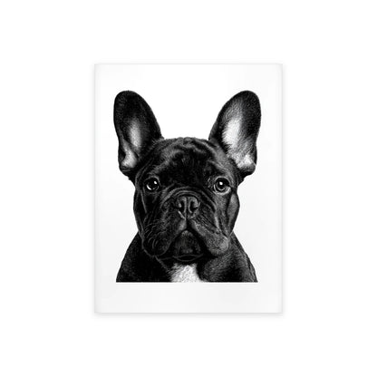 Tableau bouledogue aux grandes oreilles noir et blanc présenté seul sur fond blanc, aperçu de l’œuvre imprimée