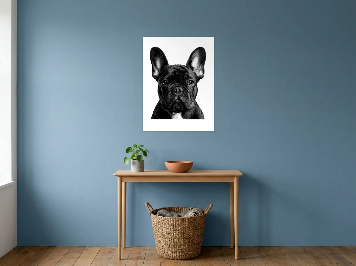 Tableau bouledogue aux grandes oreilles noir et blanc sur toile 2 cm, présenté dans : entrée aux murs bleu poudré