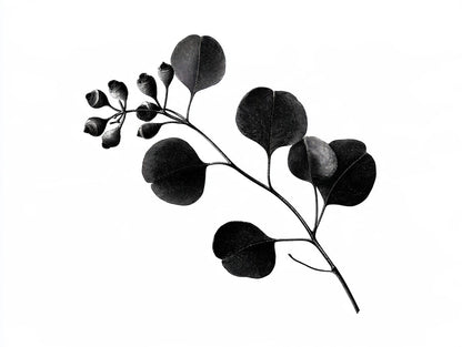 Œuvre du tableau branche d’eucalyptus noir et blanc, vue complète et fidèle du visuel