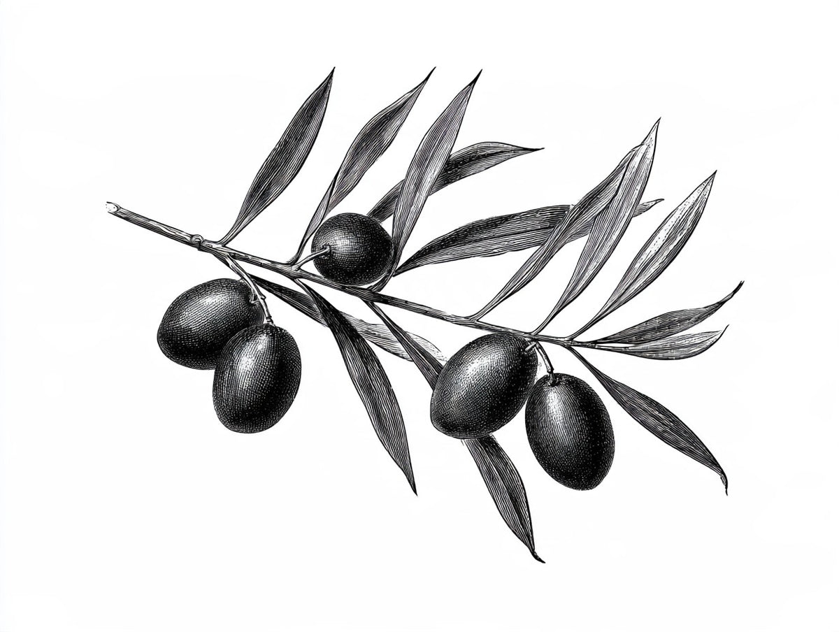 Œuvre du tableau Branche d’Olivier noir et blanc, vue complète et fidèle du visuel