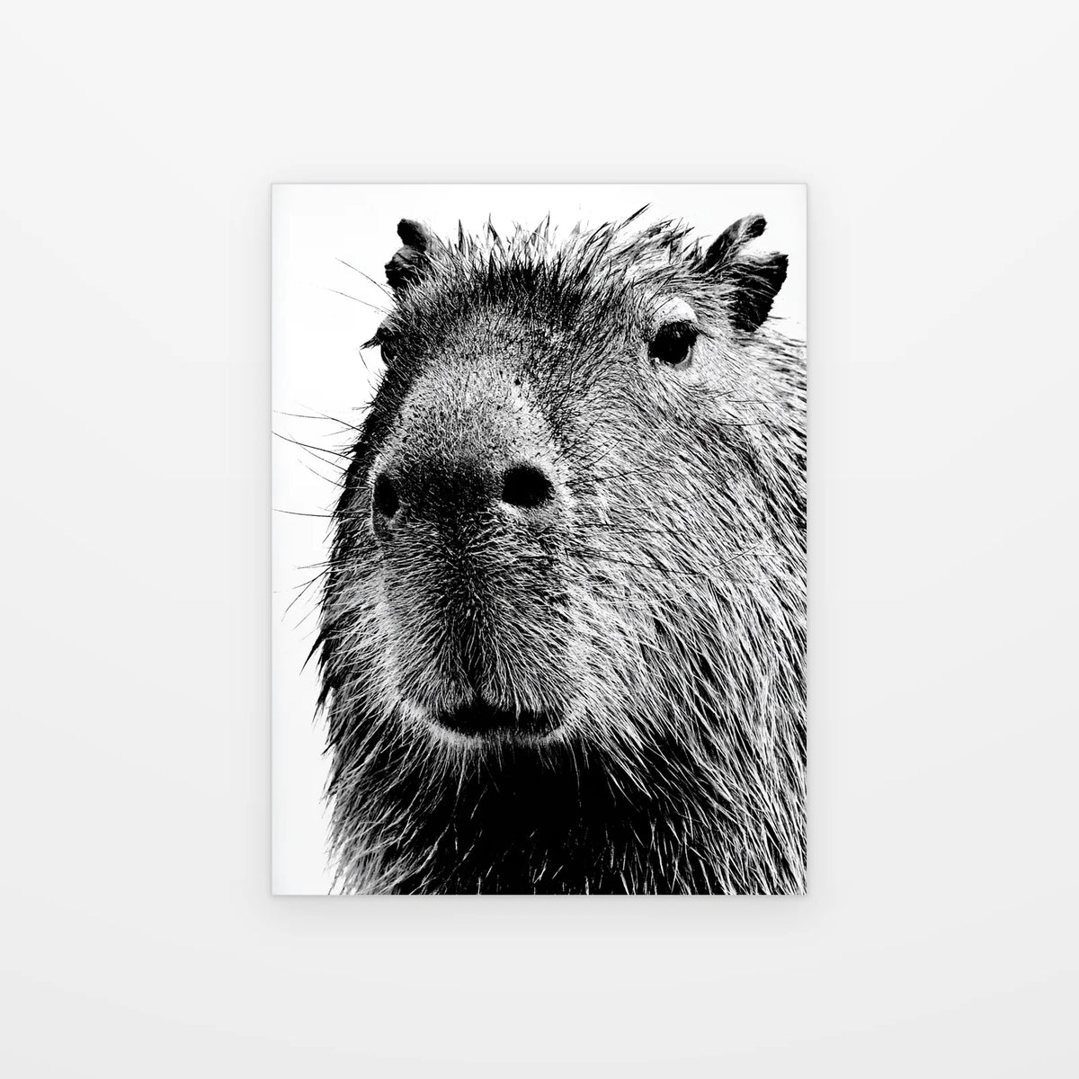 Visuel du tableau Capybara en Gros Plan noir et blanc présenté seul sur fond blanc, aperçu de l’œuvre imprimée