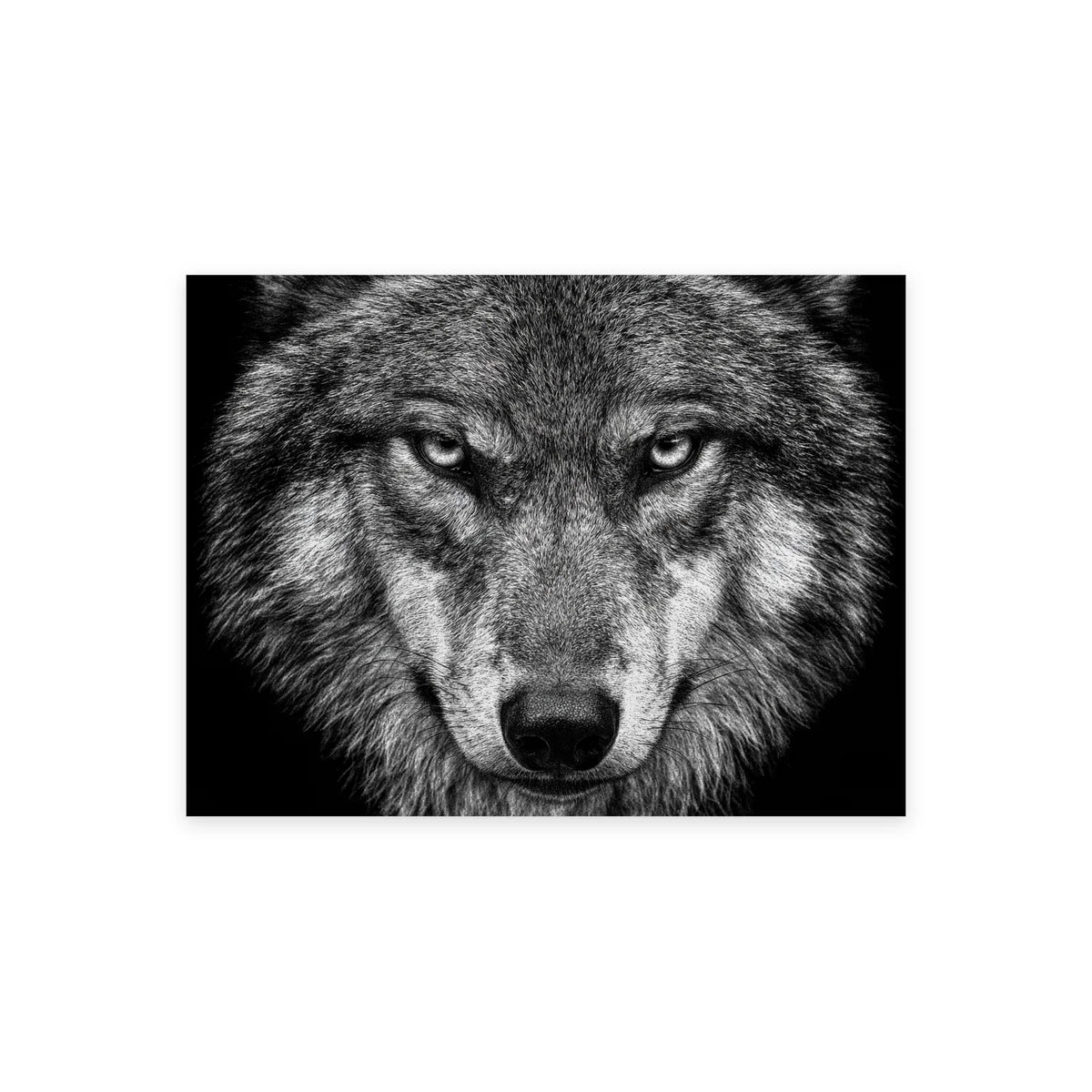 Tableau loup au regard perçant noir et blanc présenté seul sur fond blanc, aperçu de l’œuvre imprimée