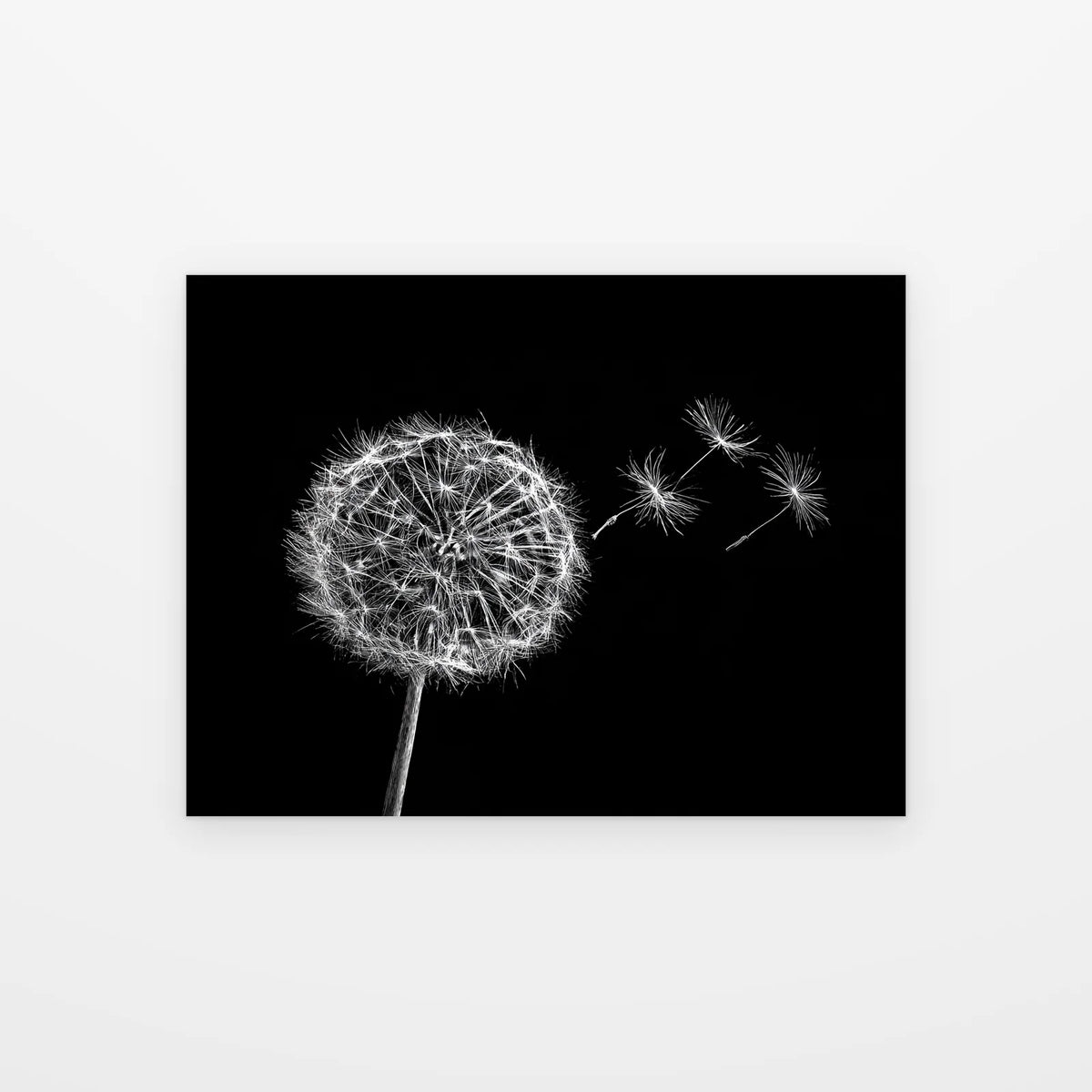 Tableau Pissenlit au Vent noir et blanc présenté seul sur fond blanc, aperçu de l’œuvre imprimée