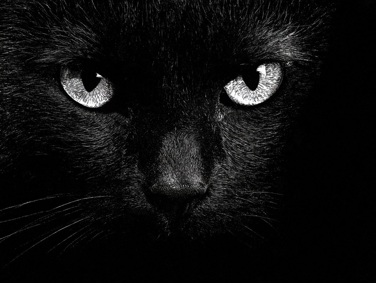 Œuvre du tableau portrait de chat noir noir et blanc, vue complète du visuel