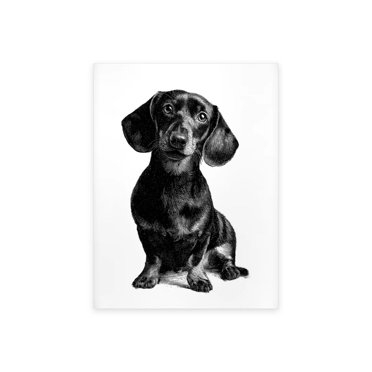 Tableau portrait de teckel noir et blanc présenté seul sur fond blanc